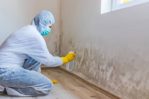 Licensed Black Mold Remediation service in Long Beach, MD - Mold Remediation HQ