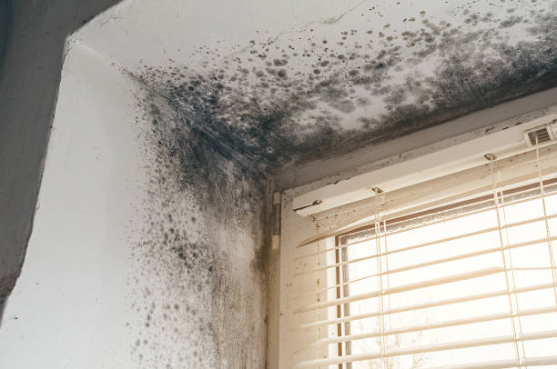 Affordable Black Mold Remediation solutions in Long Beach, MD
