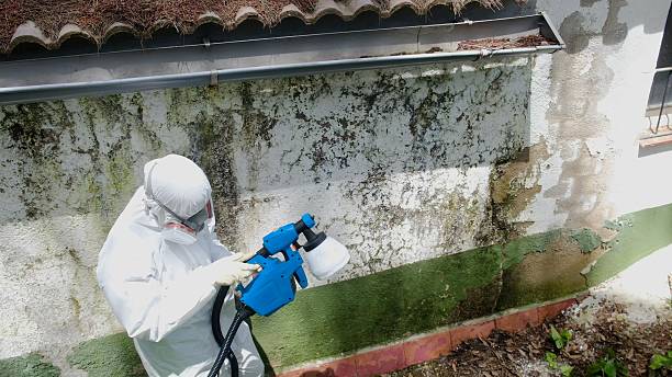 Top rated local Black Mold Remediation specialists in Long Beach, MD